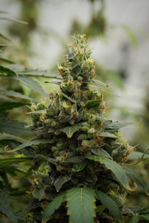 Frosted Guava Auto By Zamnesia Pheno A. Week 13 - Frosted Guava Auto  Pheno A 