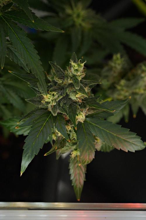 Frosted Guava Auto By Zamnesia Pheno A. Week 13 - Frosted Guava Auto  Pheno A 