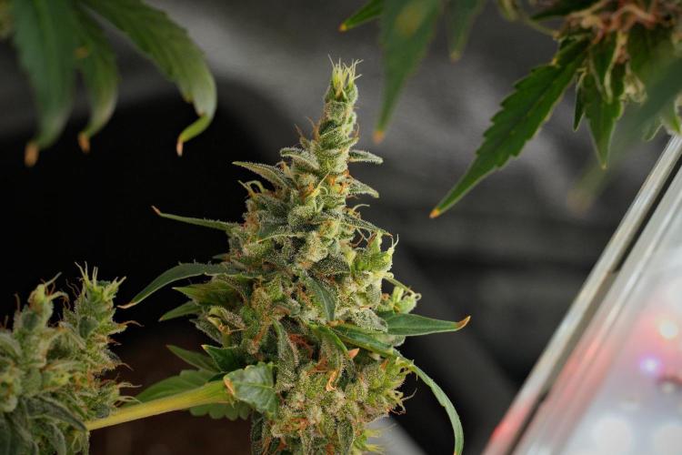 Frosted Guava Auto By Zamnesia Pheno A. Week 13 - Frosted Guava Auto  Pheno A 