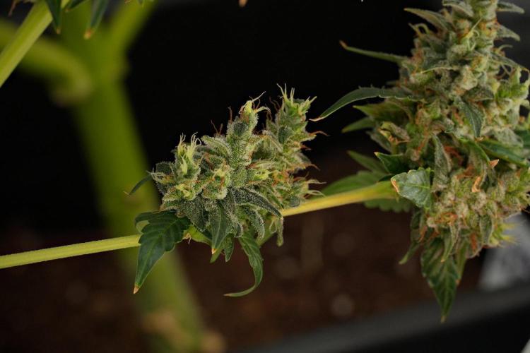 Frosted Guava Auto By Zamnesia Pheno A. Week 13 - Frosted Guava Auto  Pheno A 