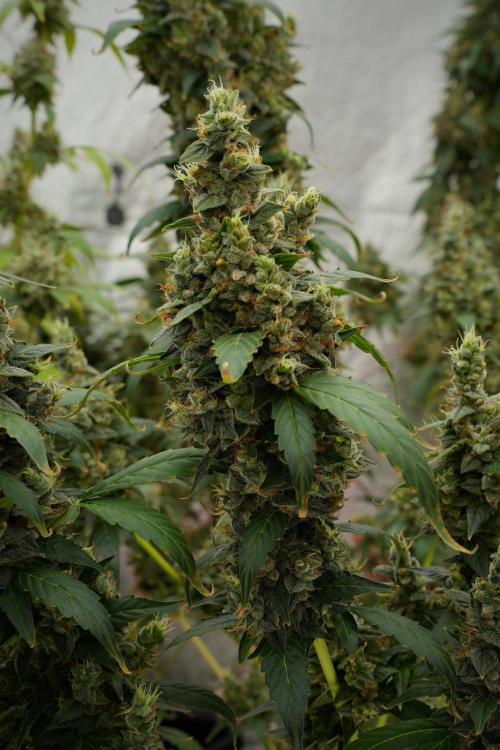 Frosted Guava Auto By Zamnesia Pheno A. Week 13 - Frosted Guava Auto  Pheno A 