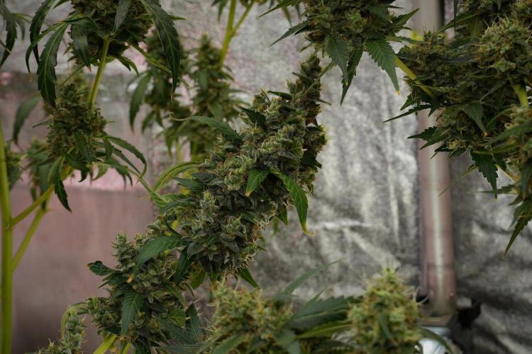 Frosted Guava Auto By Zamnesia Pheno A. Week 13 - Frosted Guava Auto  Pheno A 