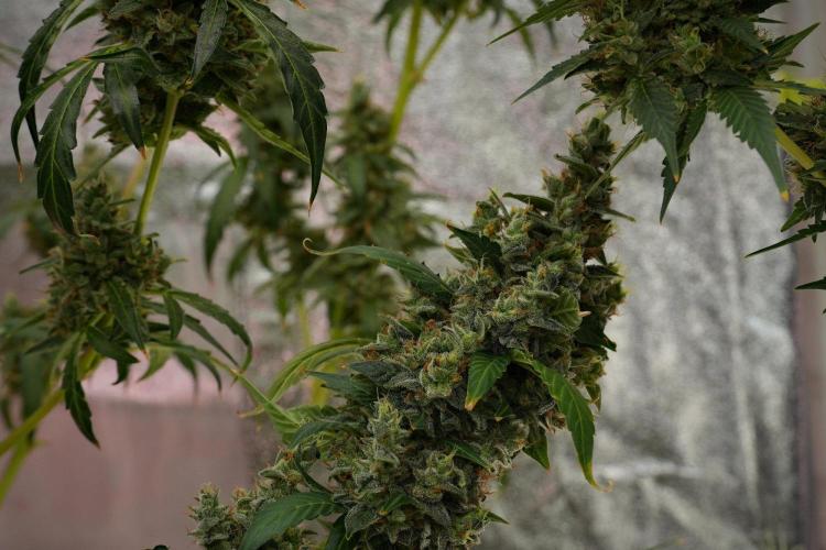 Frosted Guava Auto By Zamnesia Pheno A. Week 13 - Frosted Guava Auto  Pheno A 