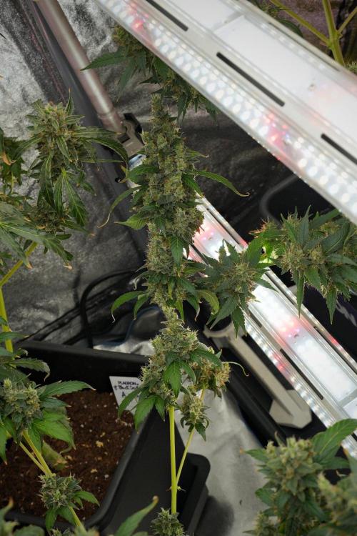 Frosted Guava Auto By Zamnesia Pheno A. Week 13 - Frosted Guava Auto  Pheno A 