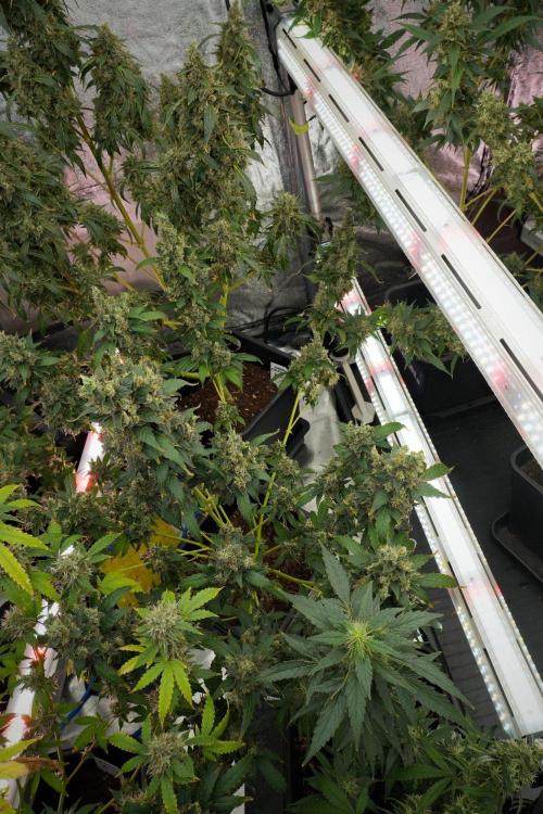 Frosted Guava Auto By Zamnesia Pheno A. Week 13 - Frosted Guava Auto  Pheno A 