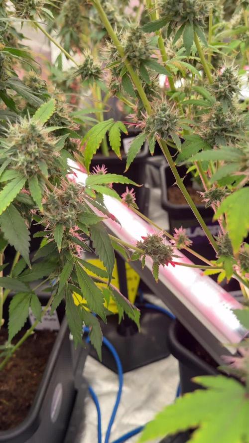 Frosted Guava Auto By Zamnesia Pheno A