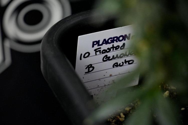 Pheno B Frosted Guava Auto By Zamnesia. Week 13 - Pheno B Frosted Guava Auto 