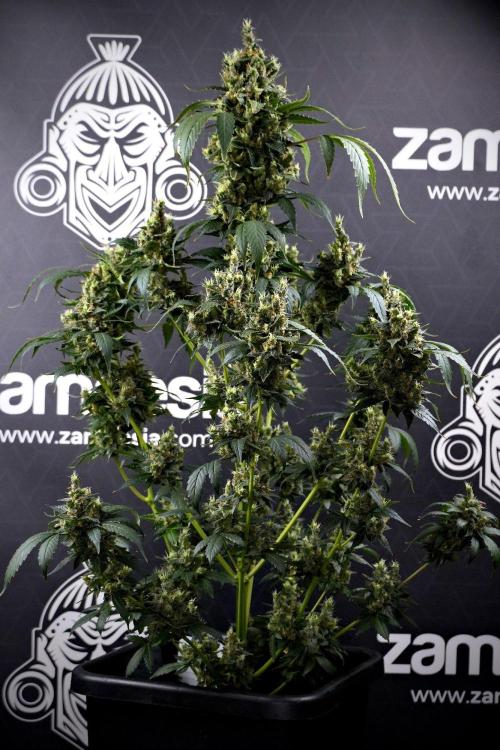 Pheno B Frosted Guava Auto By Zamnesia. Week 13 - Pheno B Frosted Guava Auto 