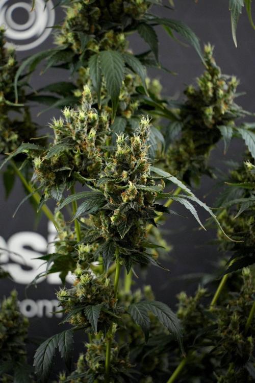Pheno B Frosted Guava Auto By Zamnesia. Week 13 - Pheno B Frosted Guava Auto 