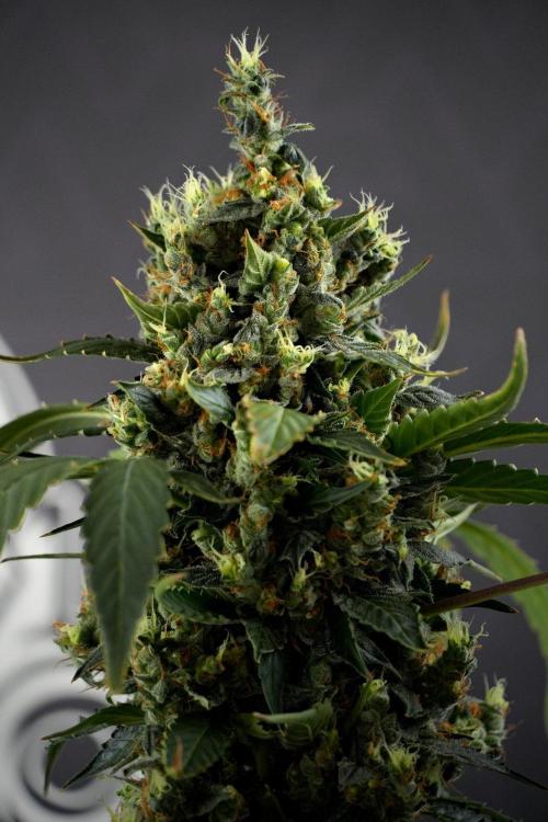 Pheno B Frosted Guava Auto By Zamnesia. Week 13 - Pheno B Frosted Guava Auto 