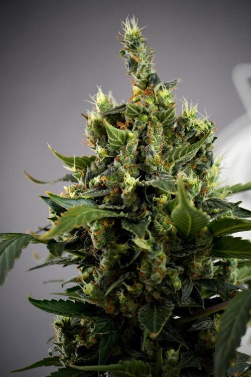 Pheno B Frosted Guava Auto By Zamnesia. Week 13 - Pheno B Frosted Guava Auto 