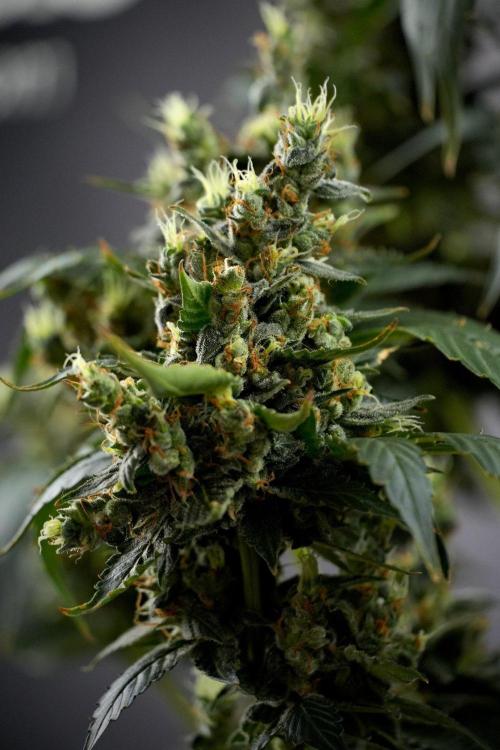 Pheno B Frosted Guava Auto By Zamnesia. Week 13 - Pheno B Frosted Guava Auto 
