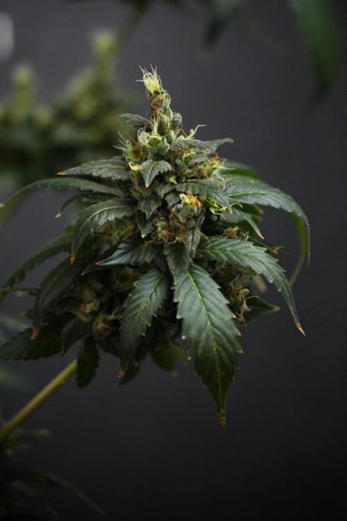 Pheno B Frosted Guava Auto By Zamnesia. Week 13 - Pheno B Frosted Guava Auto 