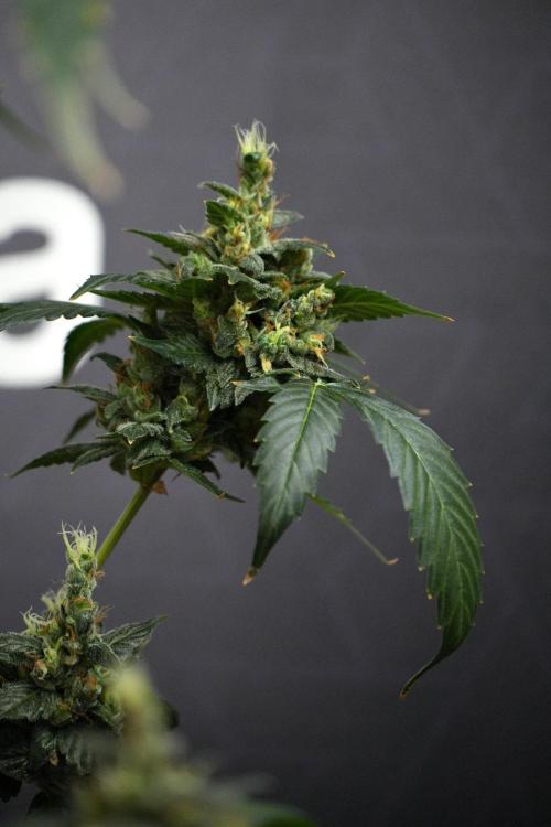Pheno B Frosted Guava Auto By Zamnesia. Week 13 - Pheno B Frosted Guava Auto 