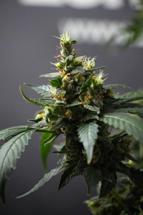 Pheno B Frosted Guava Auto By Zamnesia. Week 13 - Pheno B Frosted Guava Auto 