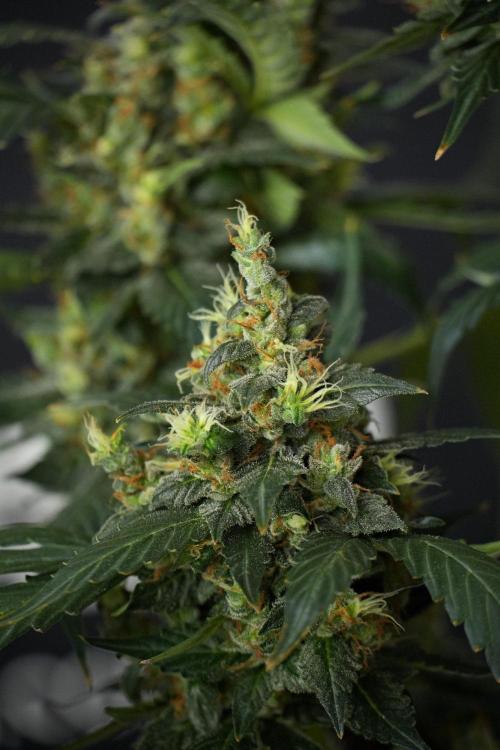 Pheno B Frosted Guava Auto By Zamnesia. Week 13 - Pheno B Frosted Guava Auto 
