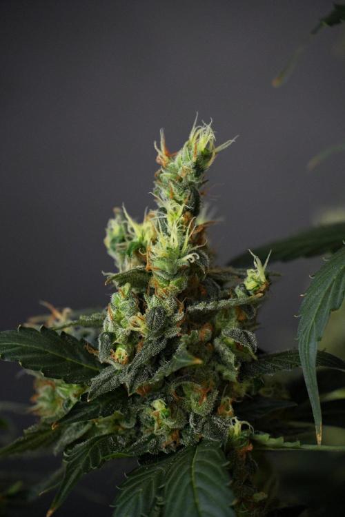 Pheno B Frosted Guava Auto By Zamnesia. Week 13 - Pheno B Frosted Guava Auto 