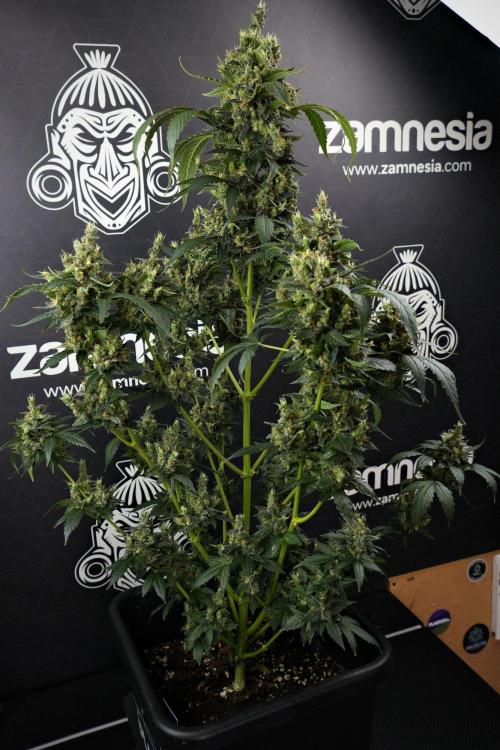 Pheno B Frosted Guava Auto By Zamnesia. Week 13 - Pheno B Frosted Guava Auto 