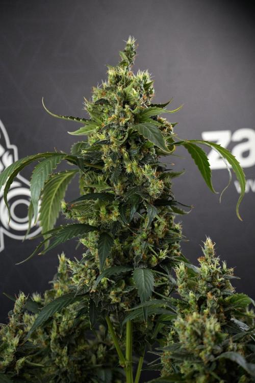 Pheno B Frosted Guava Auto By Zamnesia. Week 13 - Pheno B Frosted Guava Auto 