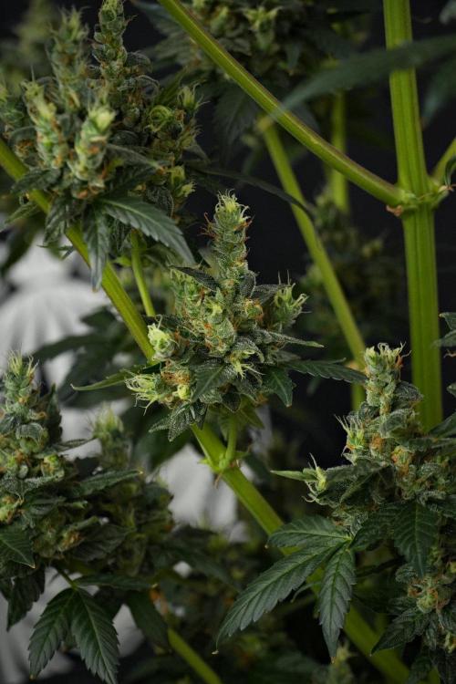 Pheno B Frosted Guava Auto By Zamnesia. Week 13 - Pheno B Frosted Guava Auto 