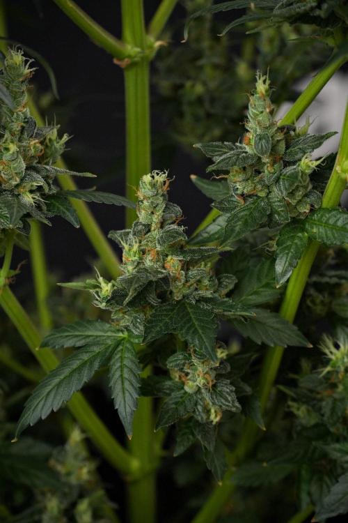 Pheno B Frosted Guava Auto By Zamnesia. Week 13 - Pheno B Frosted Guava Auto 