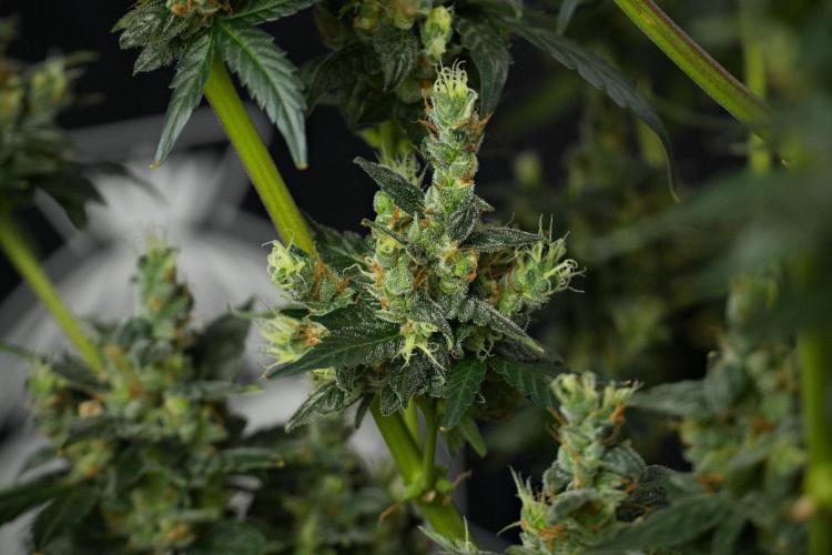 Pheno B Frosted Guava Auto By Zamnesia. Week 13 - Pheno B Frosted Guava Auto 