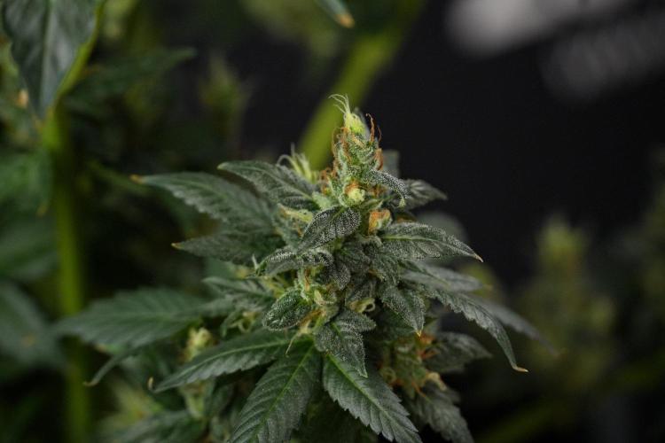 Pheno B Frosted Guava Auto By Zamnesia. Week 13 - Pheno B Frosted Guava Auto 