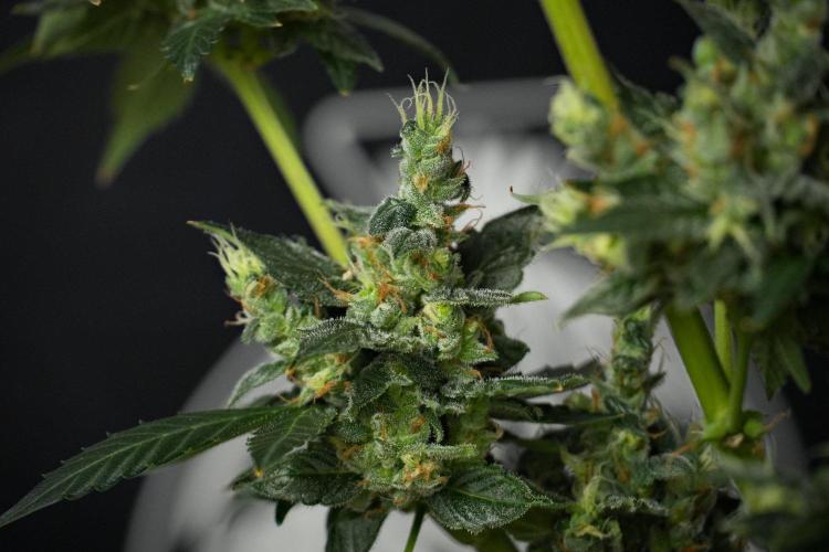 Pheno B Frosted Guava Auto By Zamnesia. Week 13 - Pheno B Frosted Guava Auto 