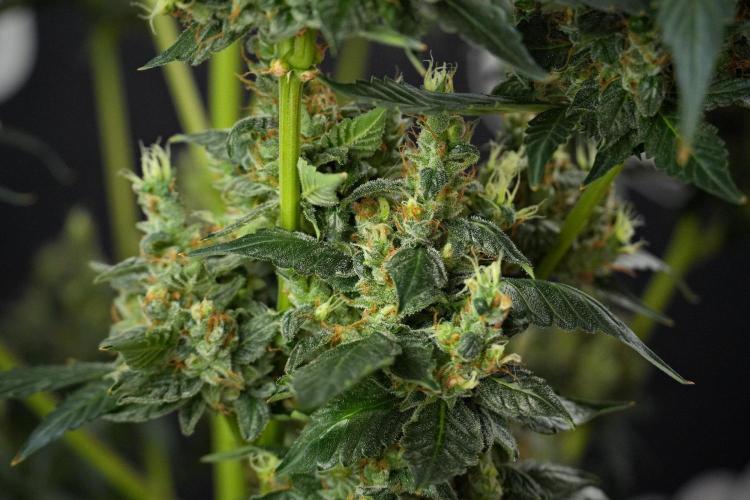 Pheno B Frosted Guava Auto By Zamnesia. Week 13 - Pheno B Frosted Guava Auto 