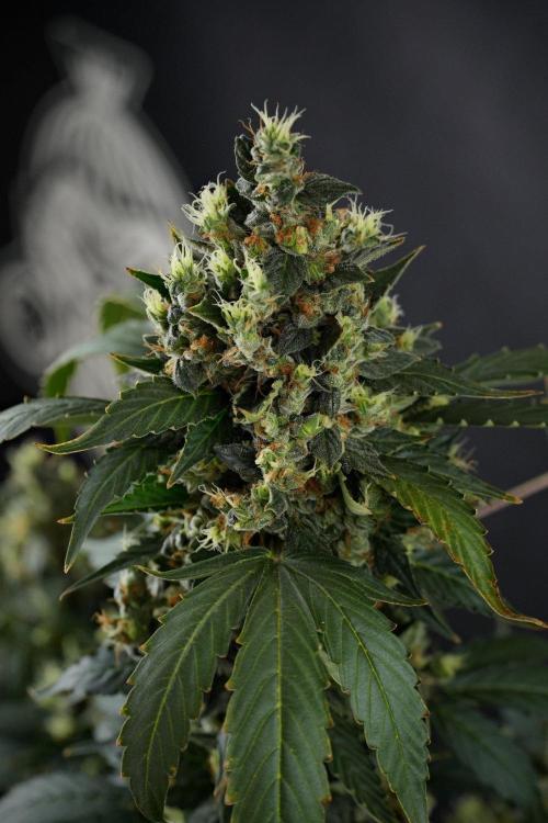 Pheno B Frosted Guava Auto By Zamnesia. Week 13 - Pheno B Frosted Guava Auto 