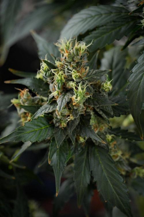 Pheno B Frosted Guava Auto By Zamnesia. Week 13 - Pheno B Frosted Guava Auto 