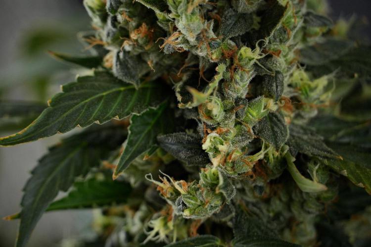 Pheno B Frosted Guava Auto By Zamnesia. Week 13 - Pheno B Frosted Guava Auto 