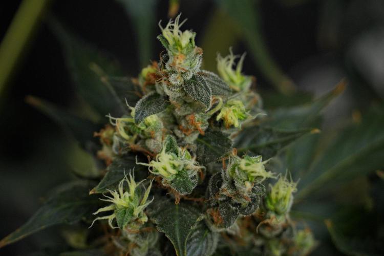 Pheno B Frosted Guava Auto By Zamnesia. Week 13 - Pheno B Frosted Guava Auto 