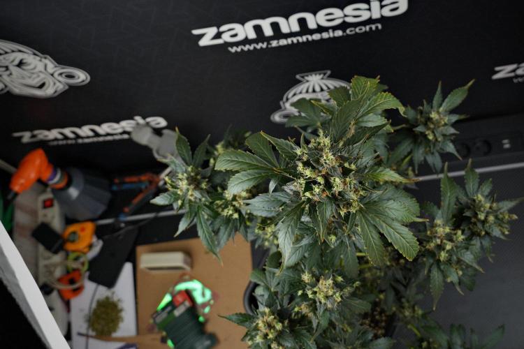 Pheno B Frosted Guava Auto By Zamnesia. Week 13 - Pheno B Frosted Guava Auto 