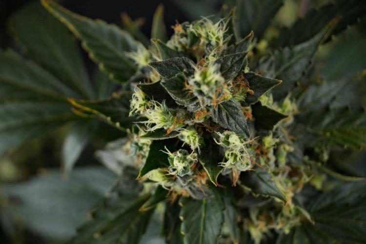 Pheno B Frosted Guava Auto By Zamnesia. Week 13 - Pheno B Frosted Guava Auto 