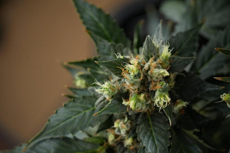 Pheno B Frosted Guava Auto By Zamnesia. Week 13 - Pheno B Frosted Guava Auto 