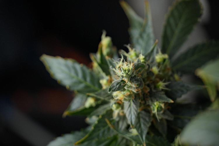 Pheno B Frosted Guava Auto By Zamnesia. Week 13 - Pheno B Frosted Guava Auto 