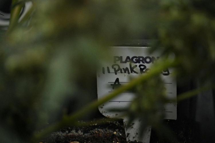 Pink Rosay Auto By Zamnesia Pheno A. Week 13 - Pink Rosay Auto Pheno A