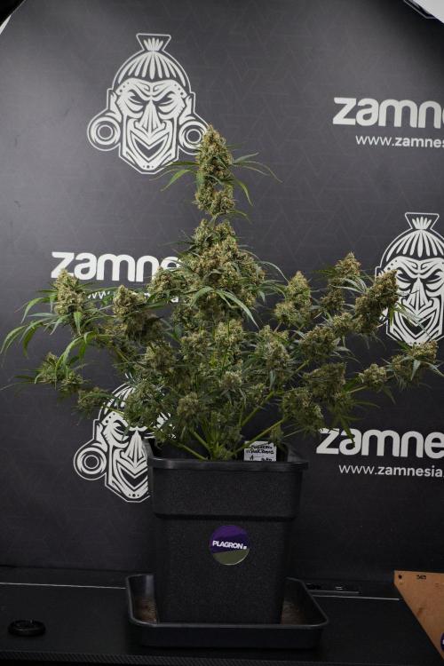 Pink Rosay Auto By Zamnesia Pheno A. Week 13 - Pink Rosay Auto Pheno A