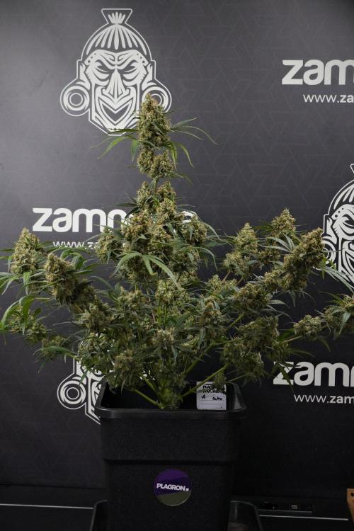 Pink Rosay Auto By Zamnesia Pheno A. Week 13 - Pink Rosay Auto Pheno A
