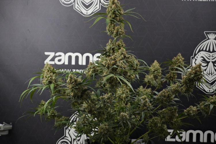 Pink Rosay Auto By Zamnesia Pheno A. Week 13 - Pink Rosay Auto Pheno A