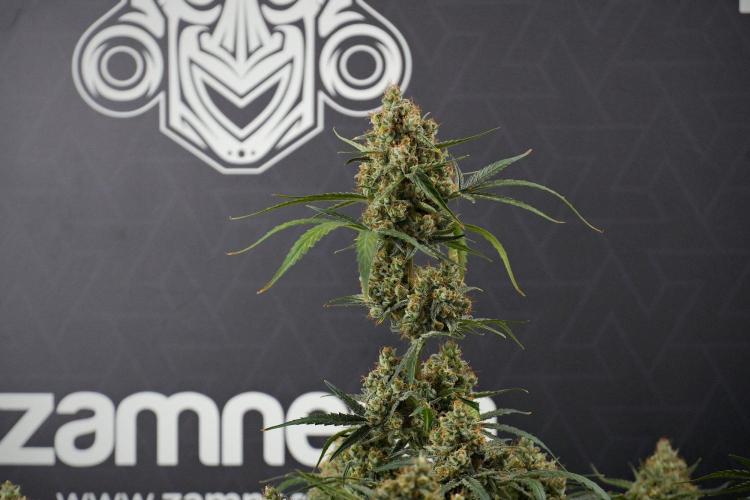 Pink Rosay Auto By Zamnesia Pheno A. Week 13 - Pink Rosay Auto Pheno A
