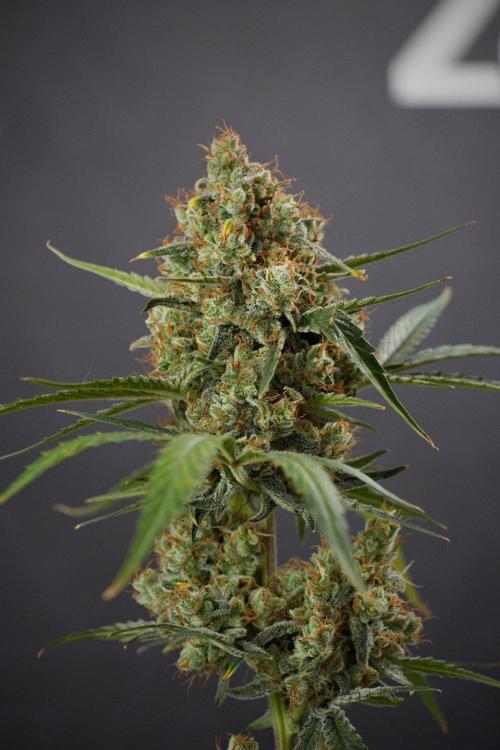 Pink Rosay Auto By Zamnesia Pheno A. Week 13 - Pink Rosay Auto Pheno A