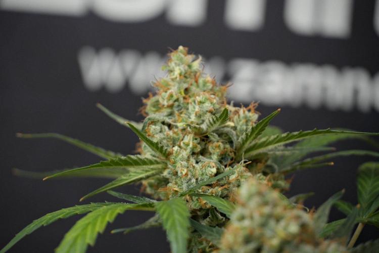 Pink Rosay Auto By Zamnesia Pheno A. Week 13 - Pink Rosay Auto Pheno A