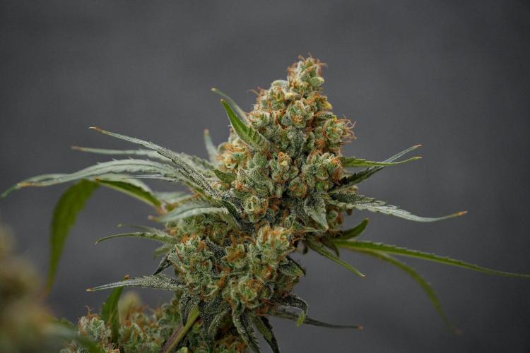 Pink Rosay Auto By Zamnesia Pheno A. Week 13 - Pink Rosay Auto Pheno A