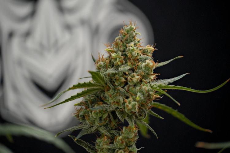 Pink Rosay Auto By Zamnesia Pheno A. Week 13 - Pink Rosay Auto Pheno A
