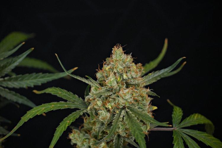 Pink Rosay Auto By Zamnesia Pheno A. Week 13 - Pink Rosay Auto Pheno A
