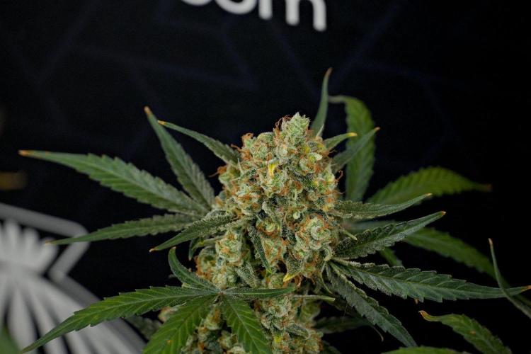 Pink Rosay Auto By Zamnesia Pheno A. Week 13 - Pink Rosay Auto Pheno A
