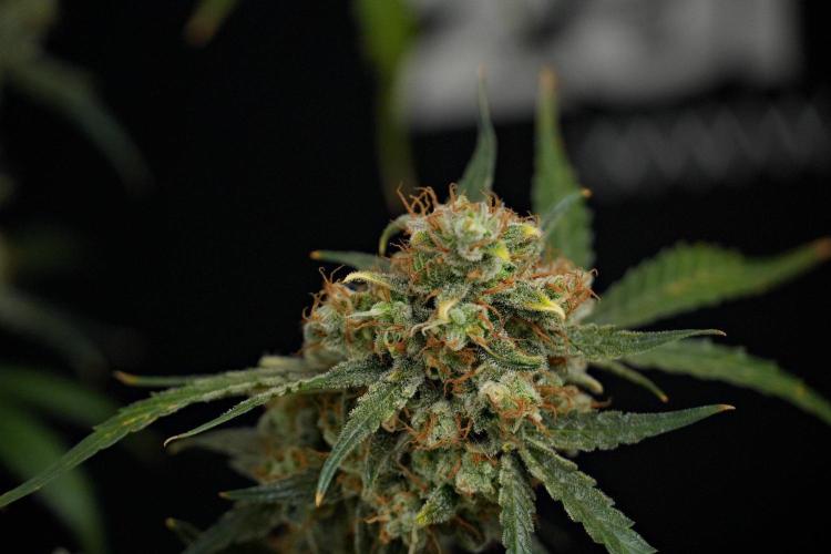 Pink Rosay Auto By Zamnesia Pheno A. Week 13 - Pink Rosay Auto Pheno A