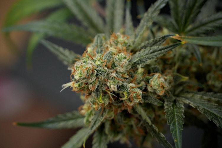 Pink Rosay Auto By Zamnesia Pheno A. Week 13 - Pink Rosay Auto Pheno A